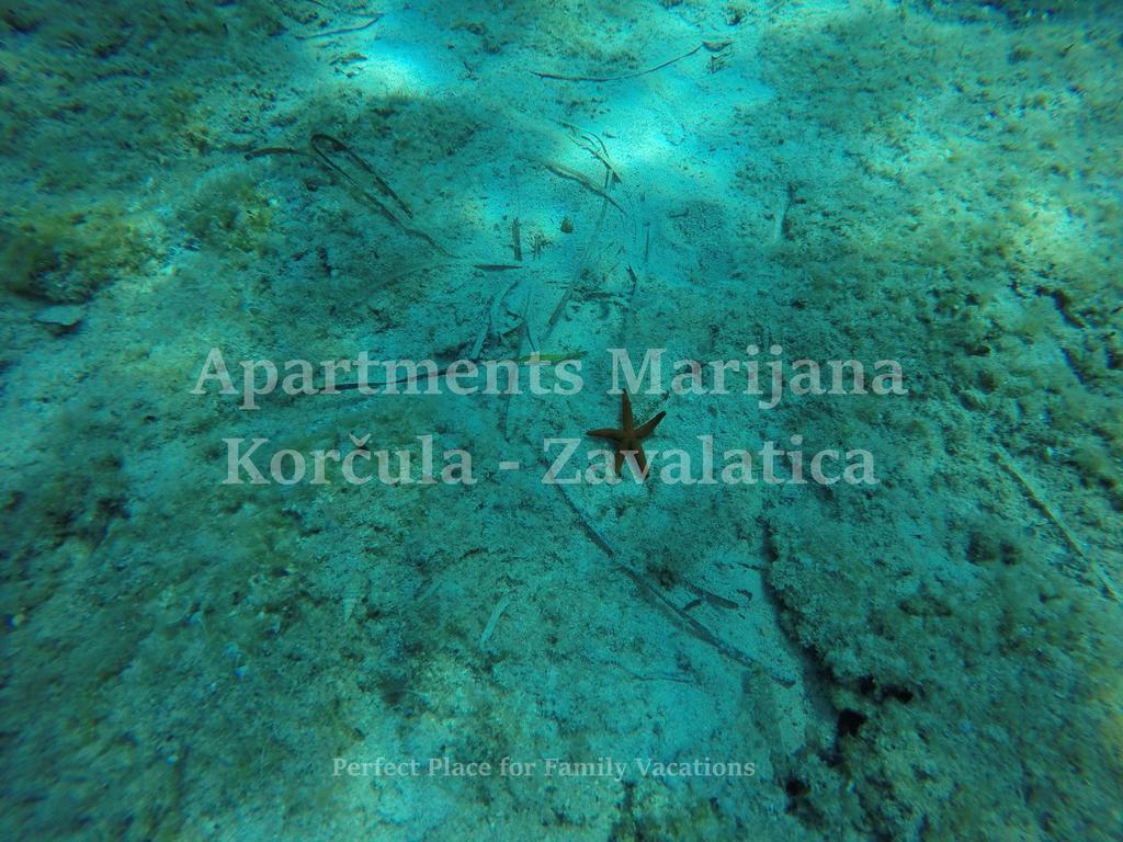 Apartments Marijana Zavalatica Buitenkant foto